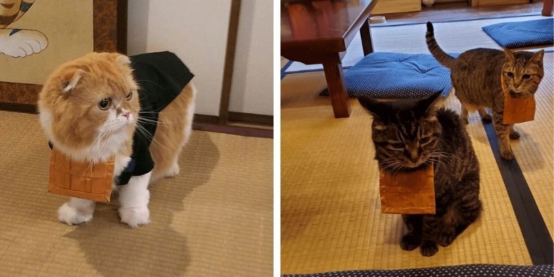 mèo giúp việc trong chùa mèo giúp việc trong chùa